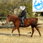 Steady and Kind Arab Mare – 13.2hh