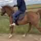 Arabian Gelding