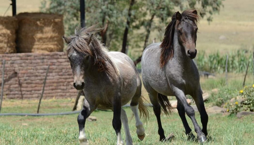 2x Miniature Horses