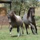 2x Miniature Horses