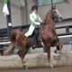 Saddler Gelding